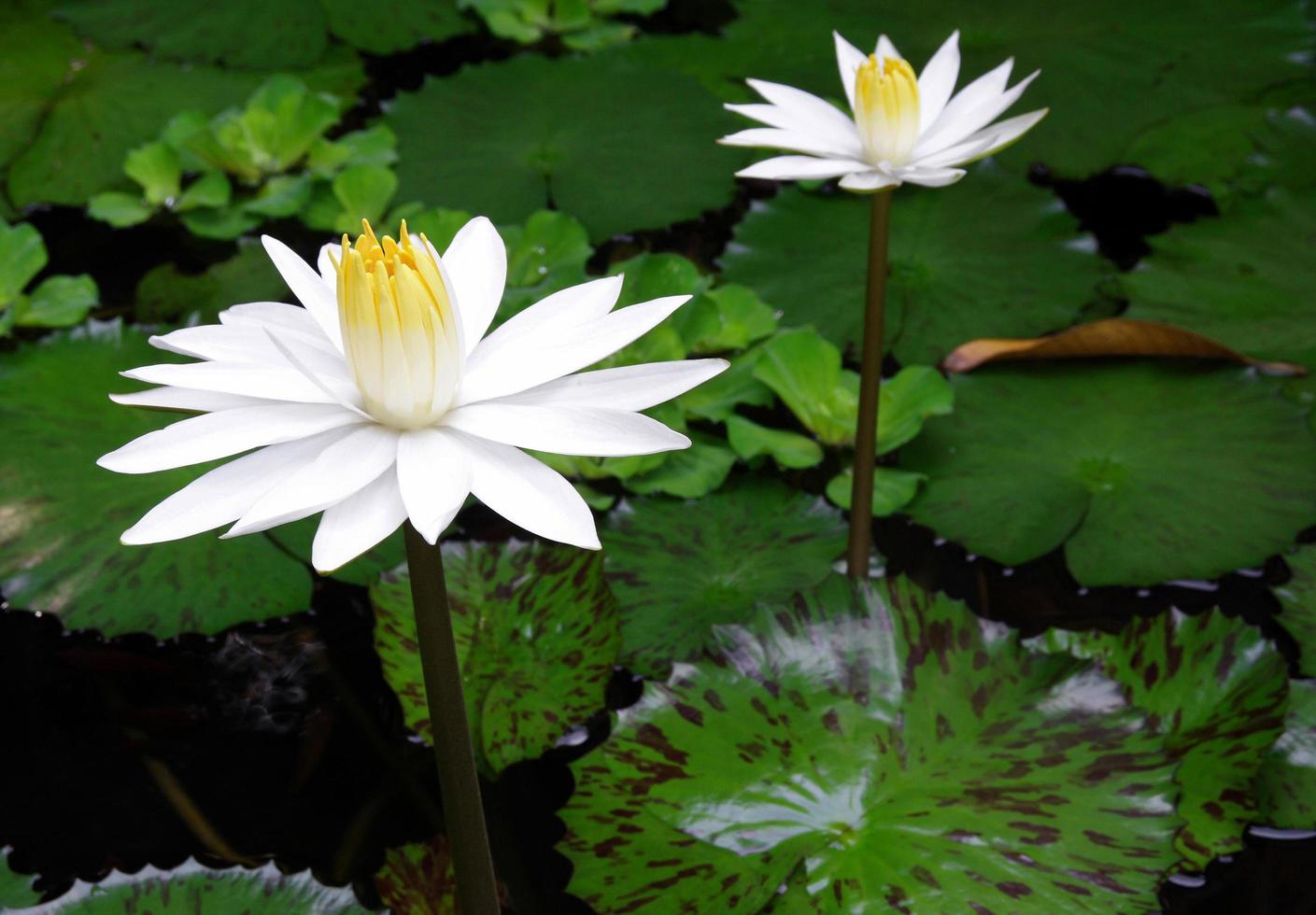 Weißer Lotus auf dem Teich foto