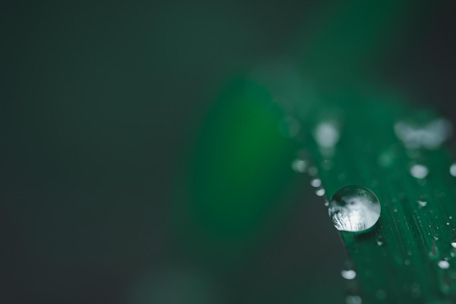 Wassertropfen auf grünes Blatt foto