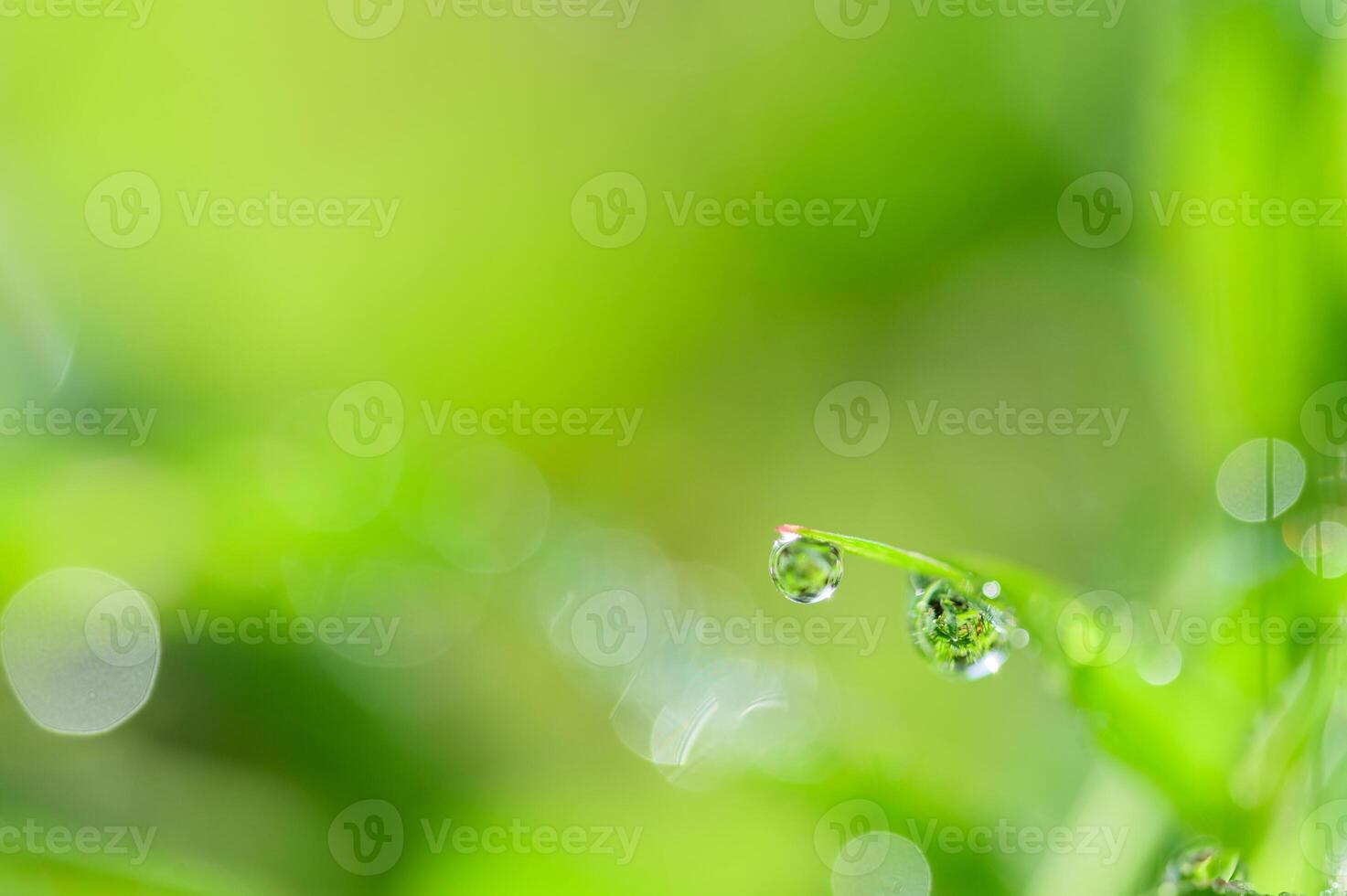 Wassertropfen auf das Gras foto