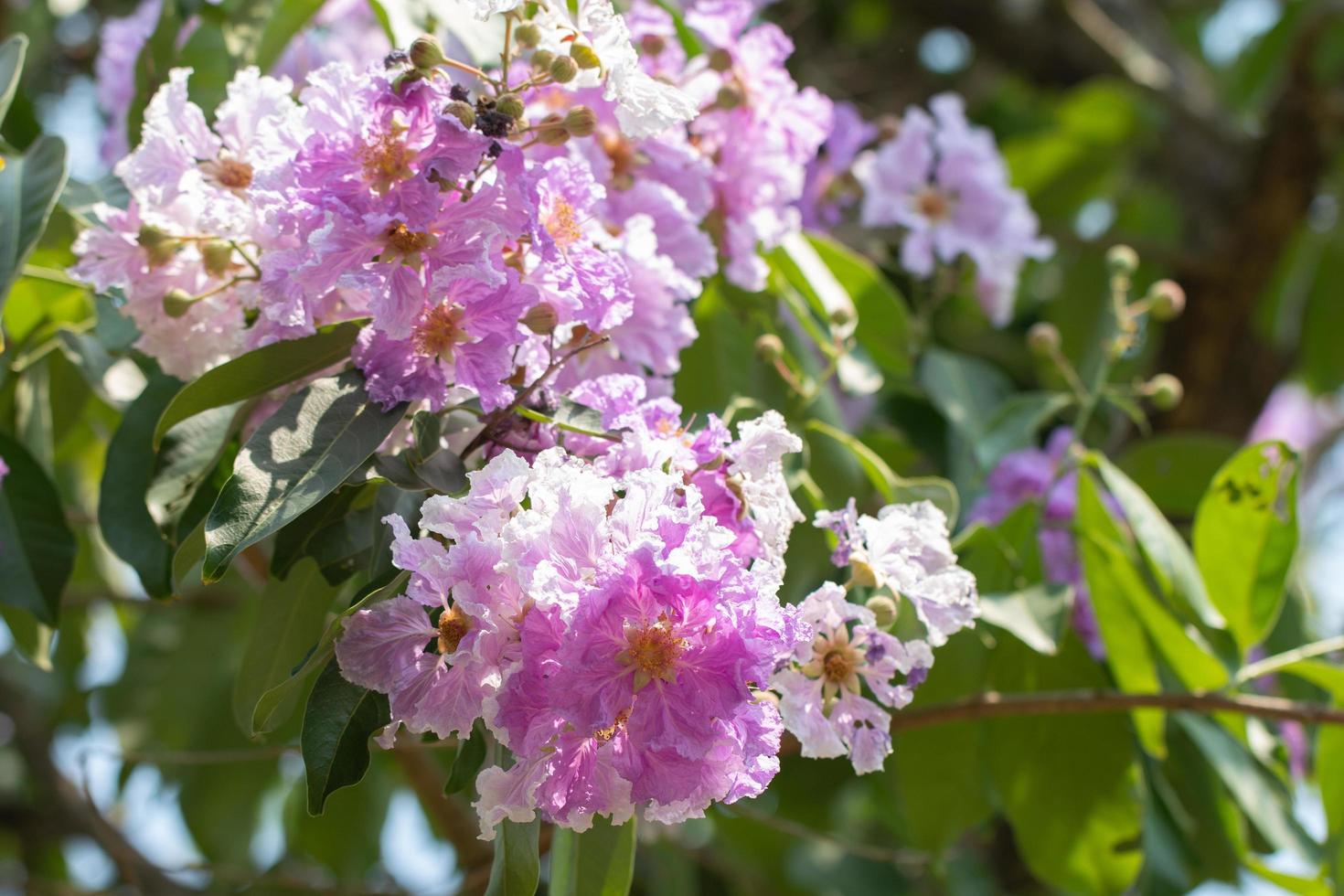 schöne lila Blume von Lagerstroemia speciosa foto