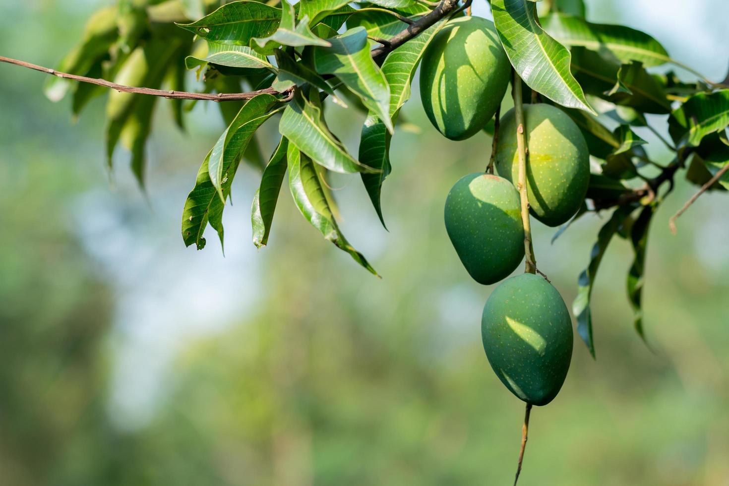 frische Mangos am Baum foto