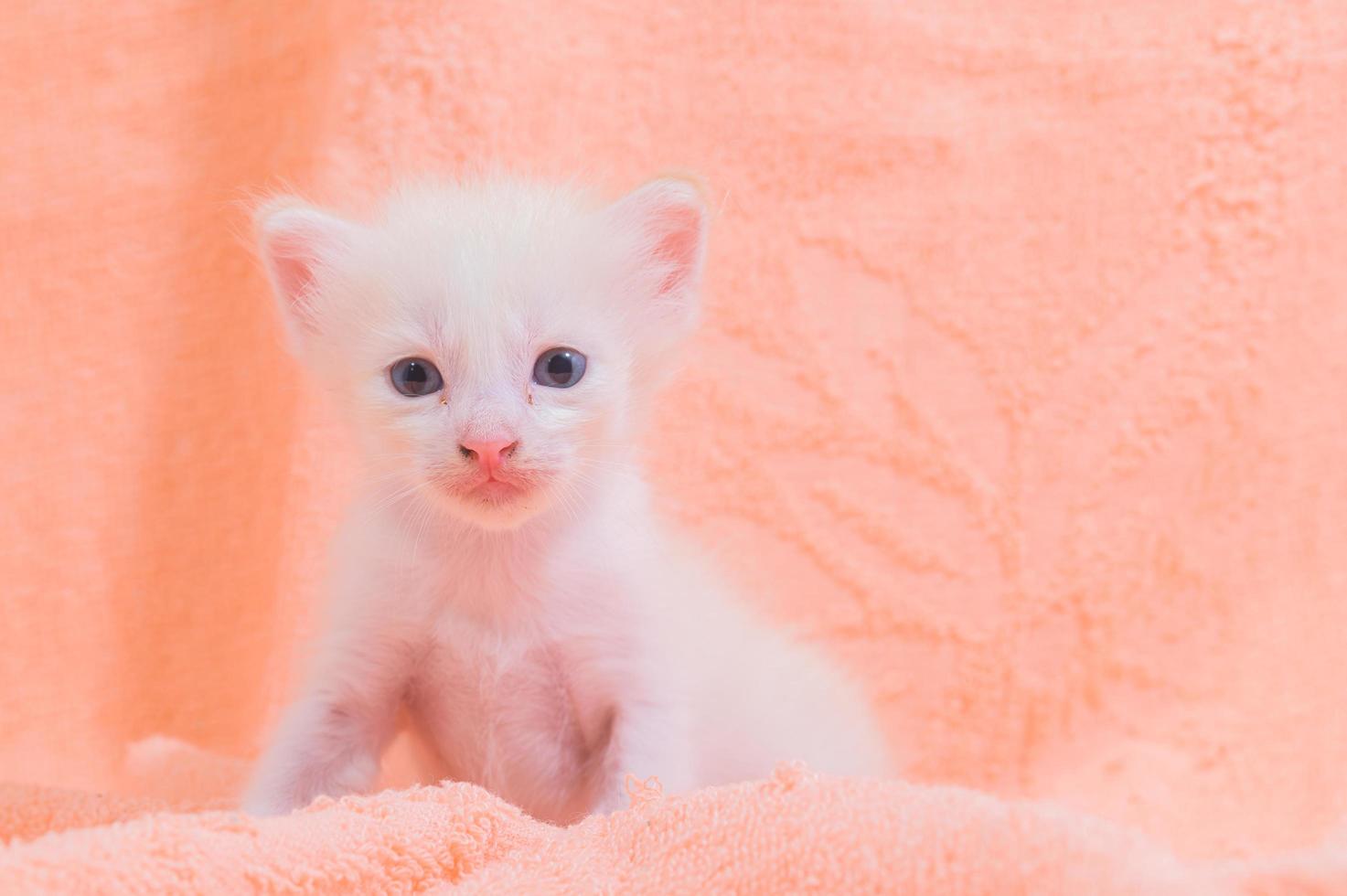 ein süßes weißes Kätzchen auf einem Handtuch foto