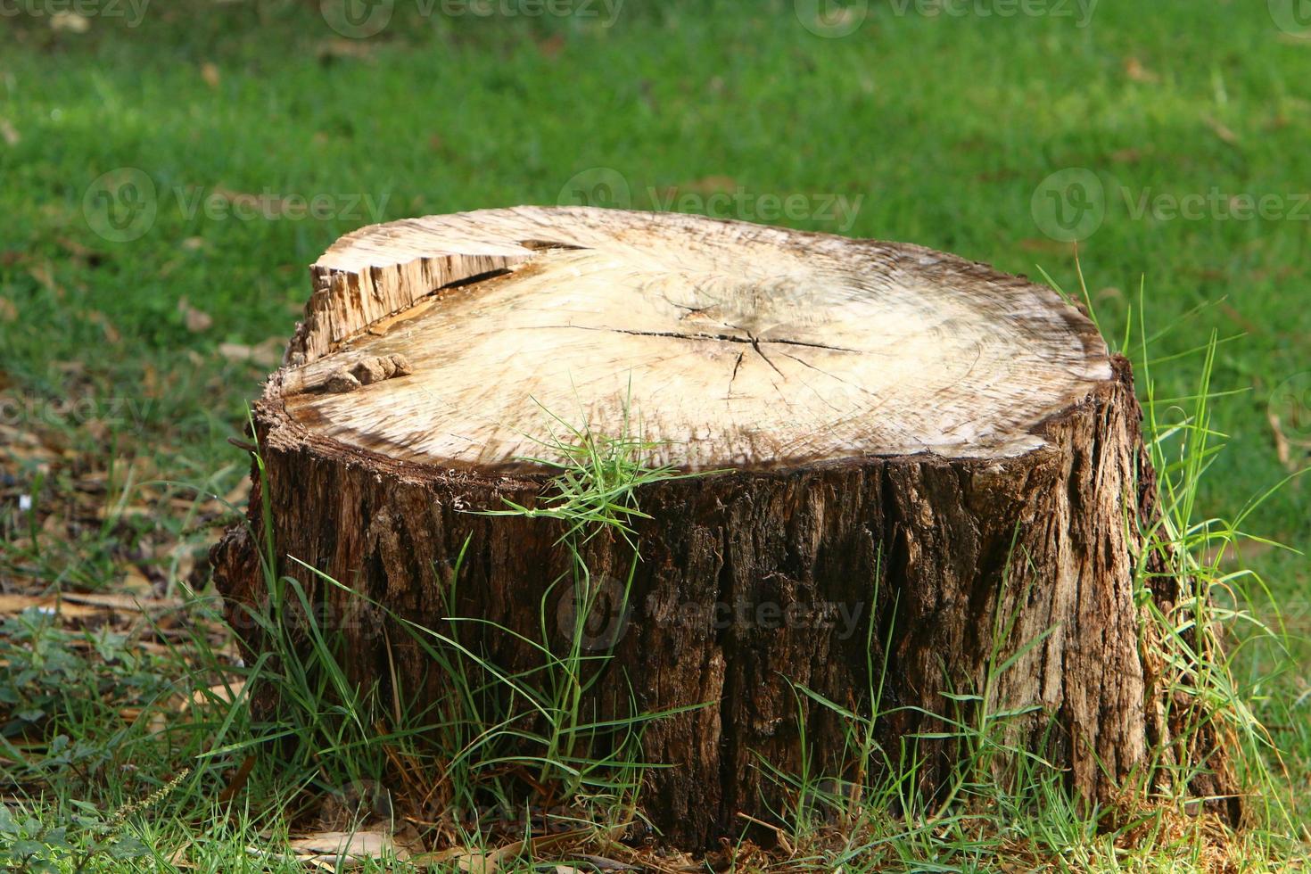Ein alter Baumstumpf ist ein kleiner Teil eines gefällten Baumstammes. foto
