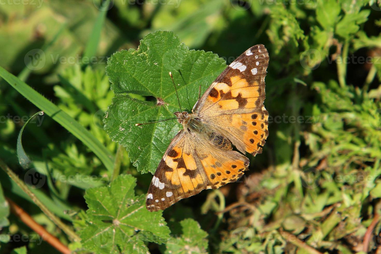 Ein mehrfarbiger Schmetterling sitzt auf einer Blume in einem Stadtpark. foto