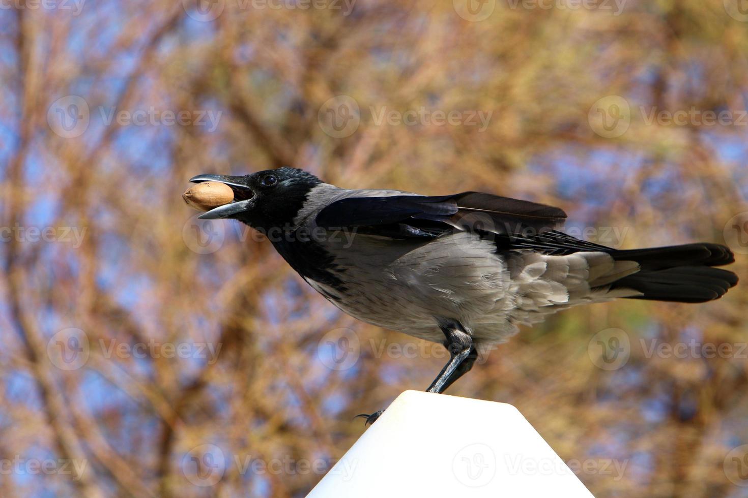 Nebelkrähe in einem Stadtpark in Israel foto