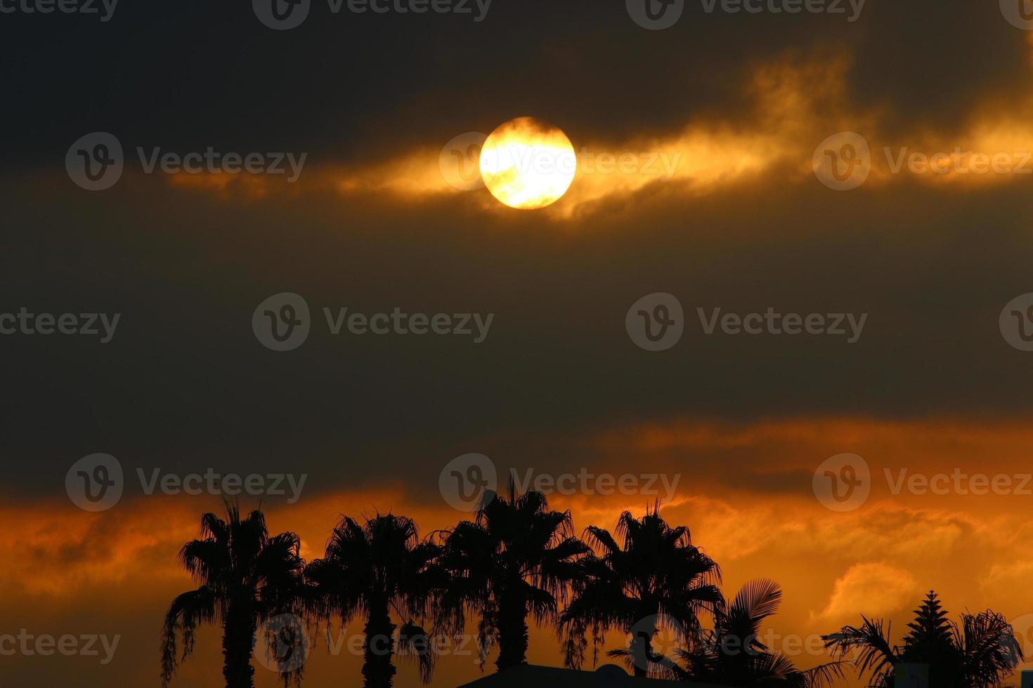 Palmen im Stadtpark bei Sonnenaufgang foto