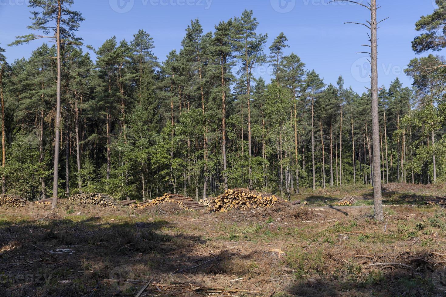 Abholzung für die Holzernte, Wald foto
