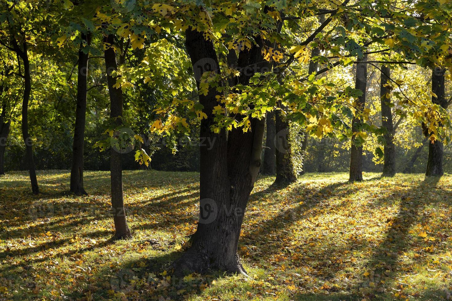 Herbstpark mit Bäumen während des Laubfalls foto