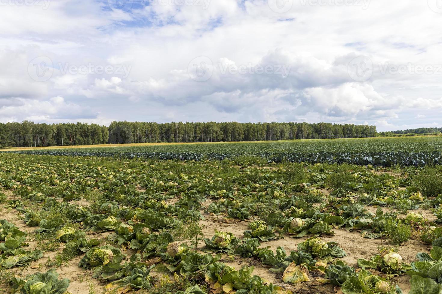 landwirtschaftliches Feld, in dem Kohl in Kohl angebaut wird foto