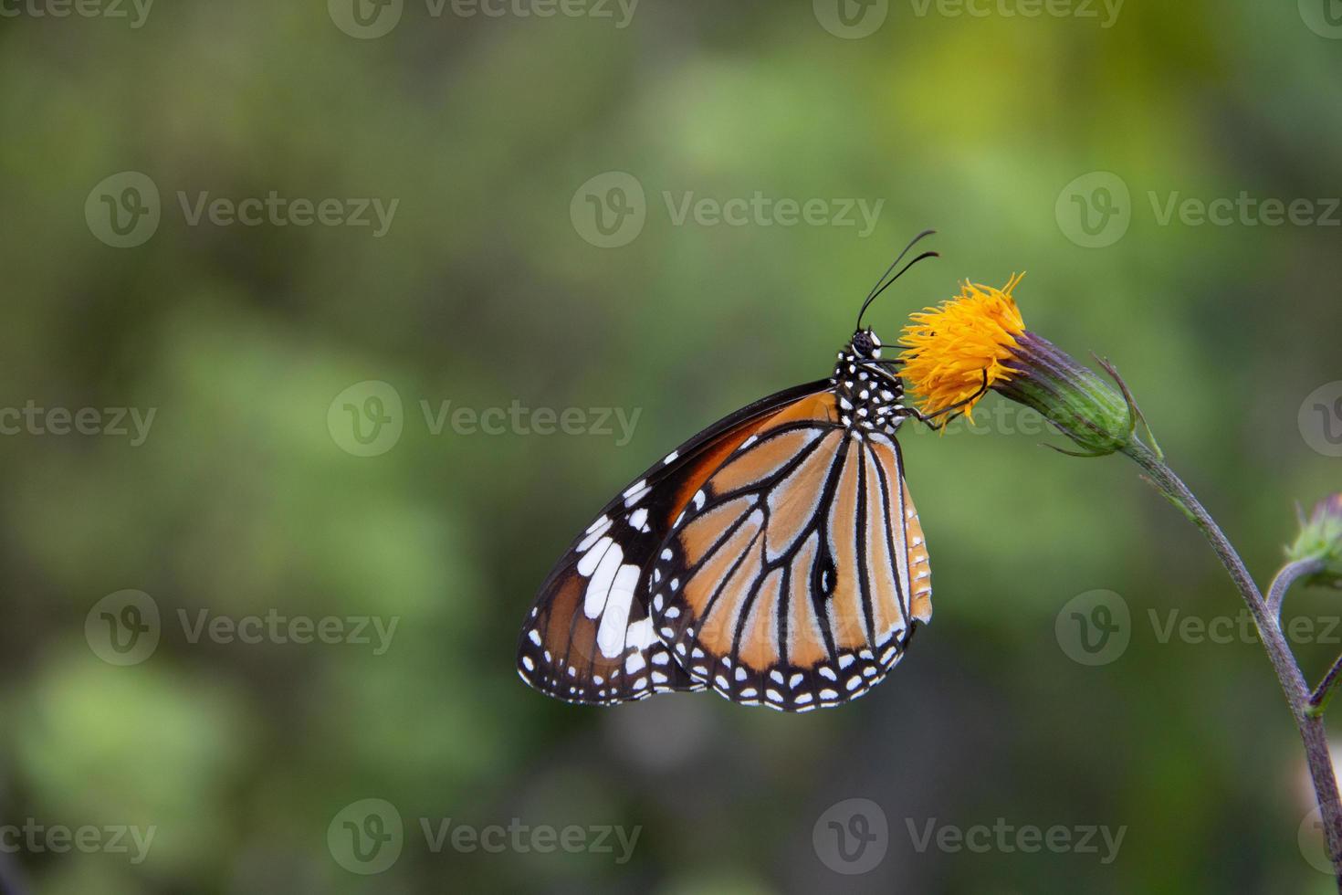 Schmetterling auf grünem Hintergrundfoto mit Kopierbereich foto