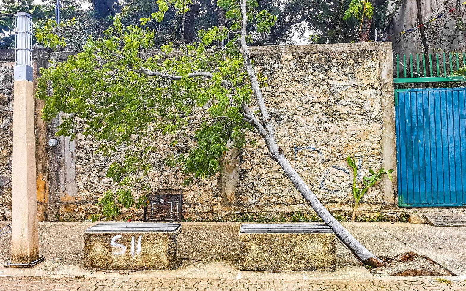 Hurrikan 2021 Playa del Carmen Mexiko Zerstörung Verwüstung Gebrochene Bäume. foto