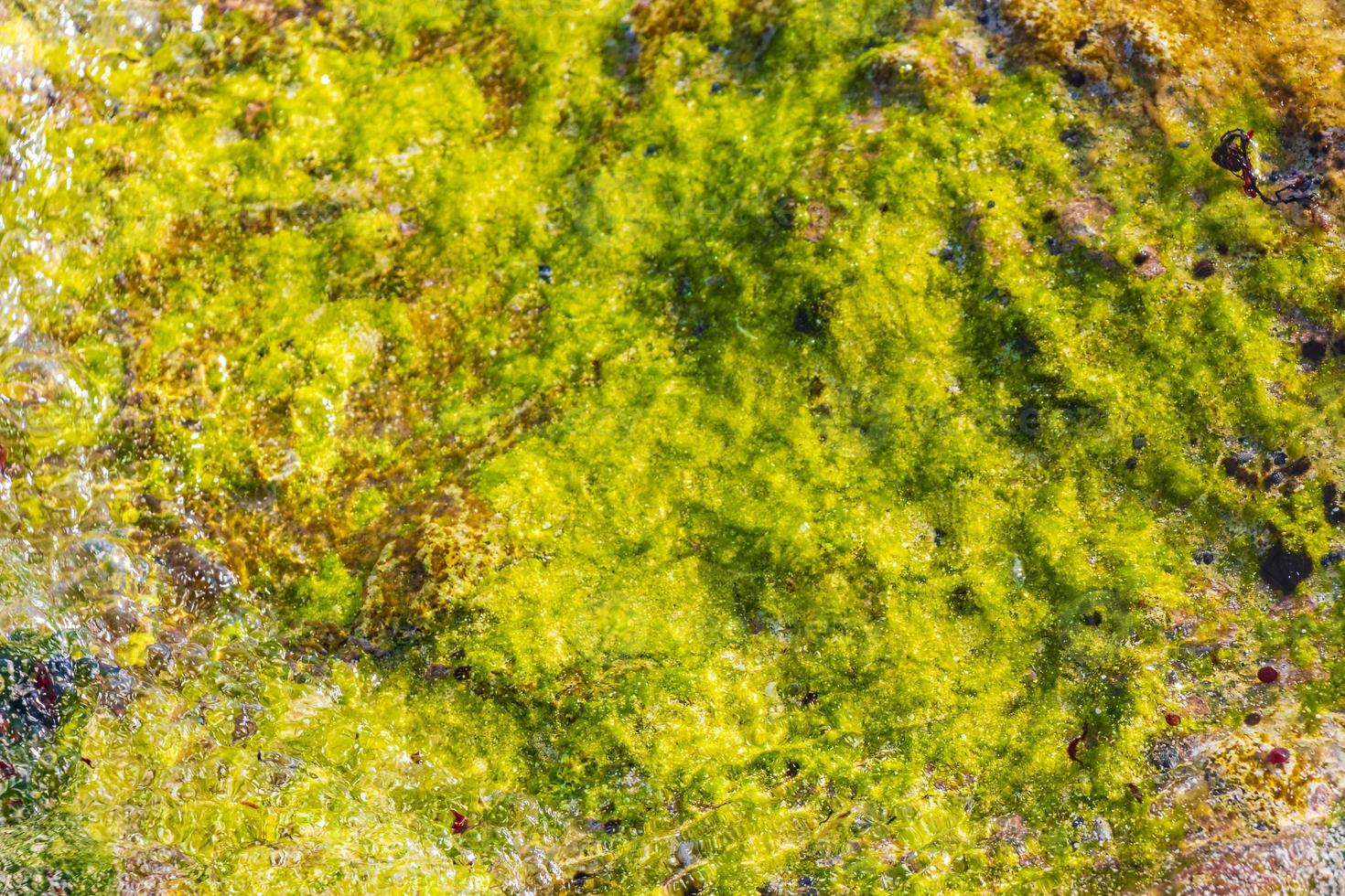 steine felsen korallen türkis grün blau wasser am strand mexiko. foto