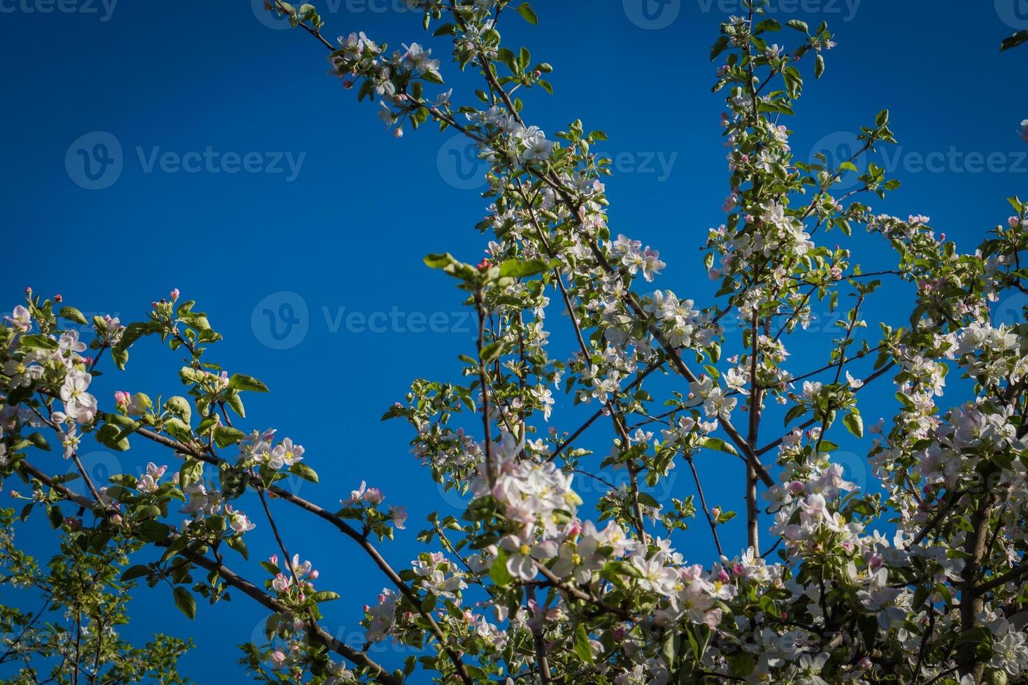 weiße frühlingsblütenbäume foto