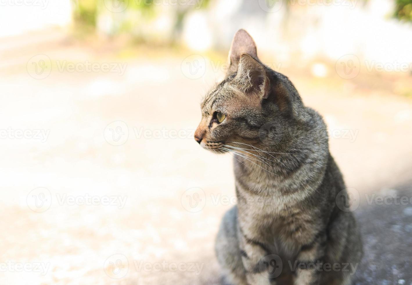 graue katze, die auf zementboden sitzt und seitwärts schaut. foto