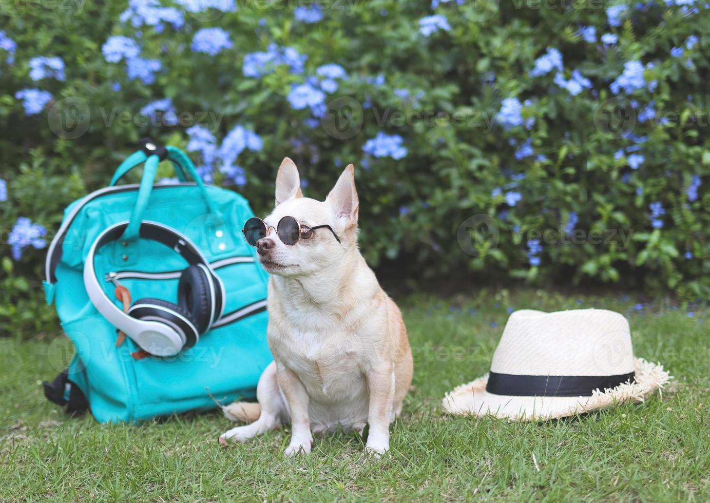 brauner Kurzhaar-Chihuahua-Hund mit Sonnenbrille, der mit Reisezubehör, Rucksack und Kopfhörern und Hut im Garten mit violetten Blumen sitzt. Reisen mit Tierkonzept. foto