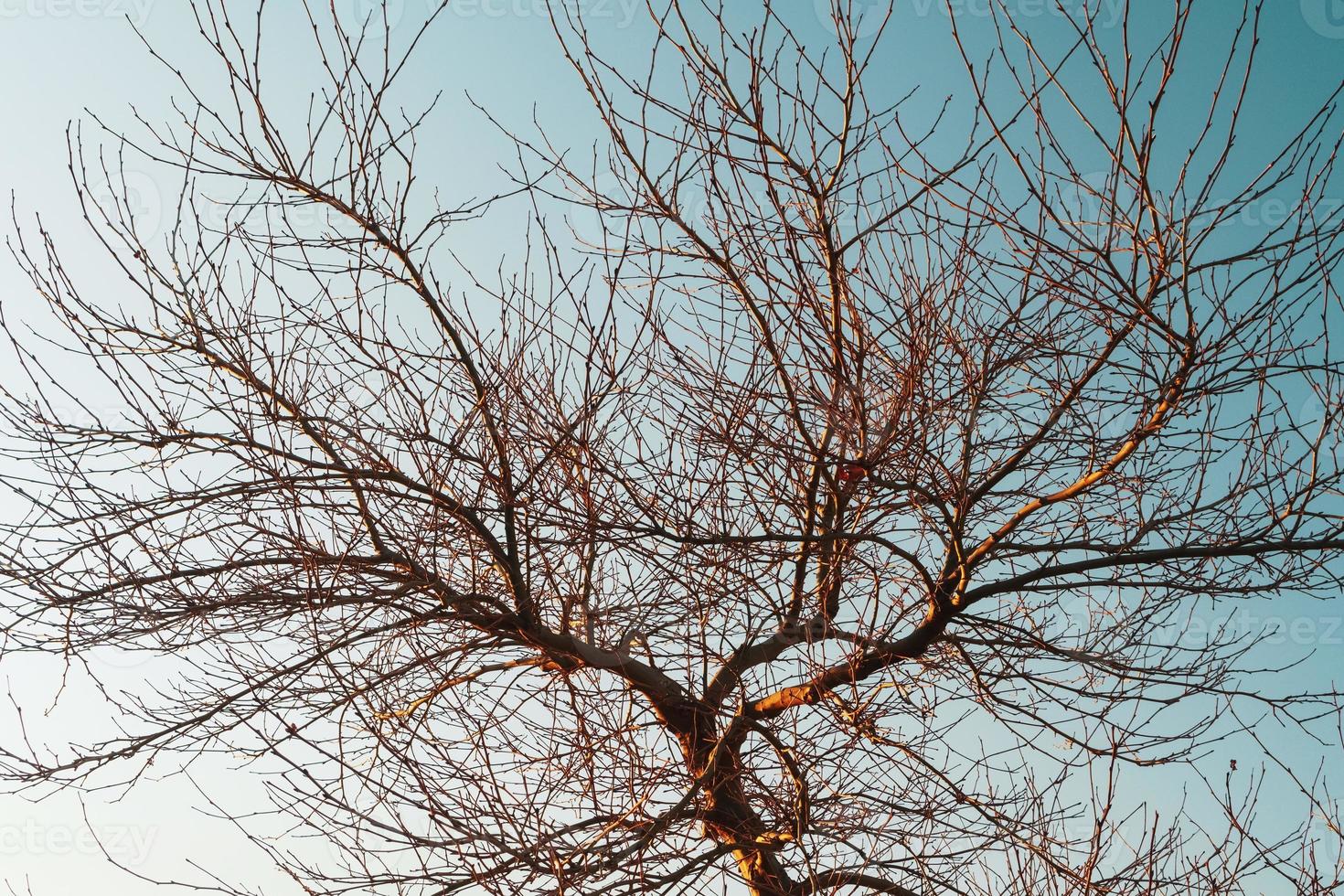 Äste ohne Blätter eines anmutigen Baumes vor dem Hintergrund eines blauen Sonnenunterganghimmels. foto