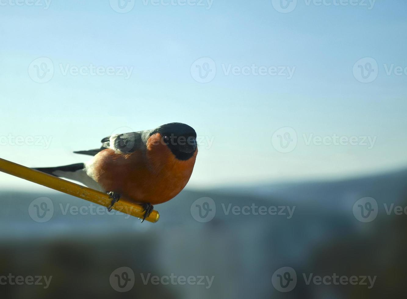 Dompfaff Vogelfoto. foto