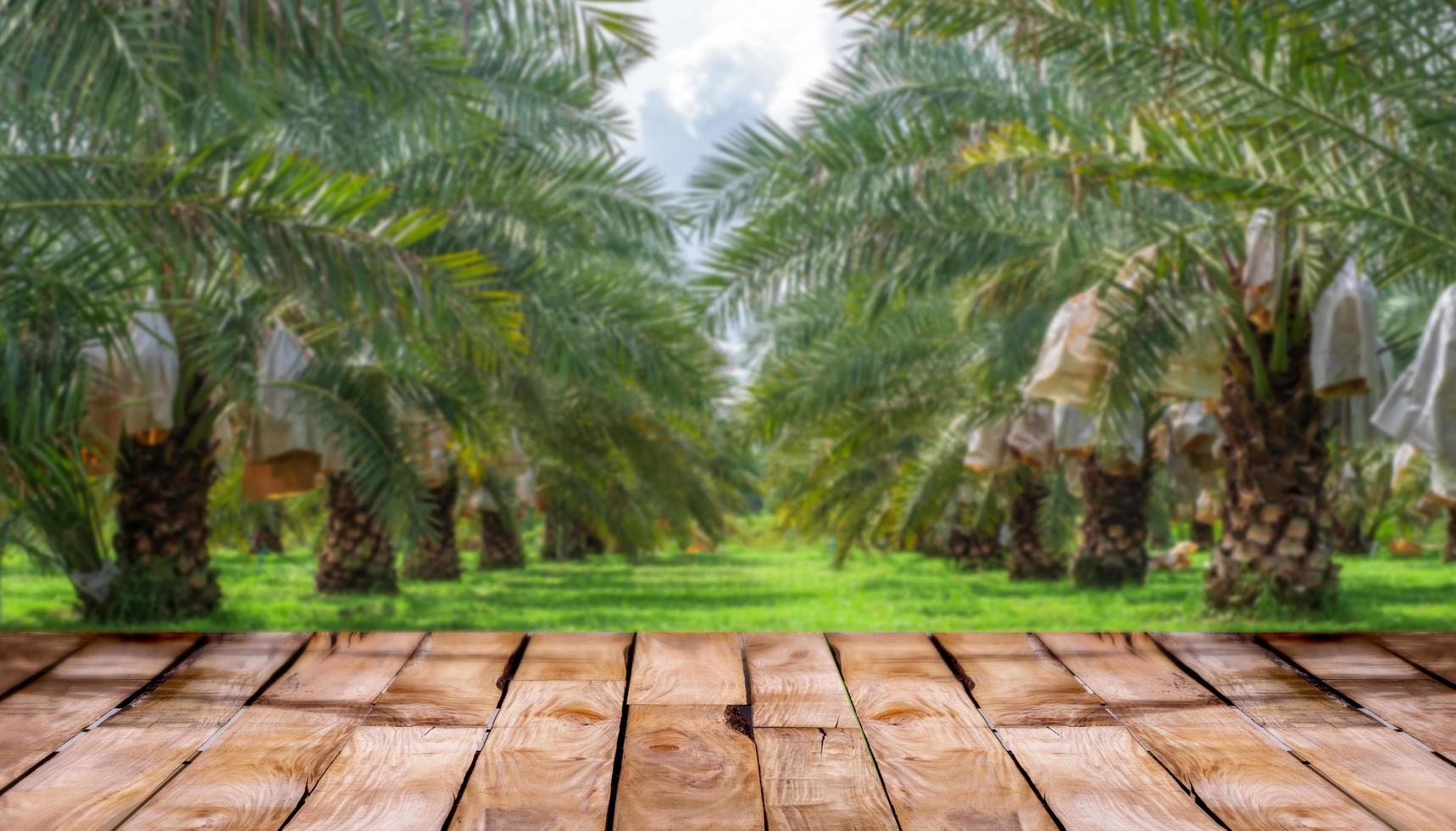 schöner Holzboden und unscharfer Barhi-Datteln-Palmengarten-Naturhintergrund, stehender Schaufensterhintergrund des Landwirtschaftsprodukts, Barhi-Datteln-Palmengarten und gesundes Lebensmittelkonzept foto