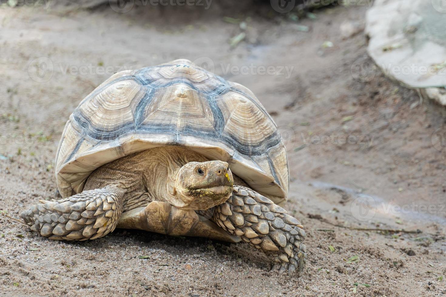 geochelone sulcata, sulcata-schildkröte, afrikanische spornschildkröte, die auf dem boden geht und kamera anschaut, tierschutz und ökosystemschutzkonzept. foto