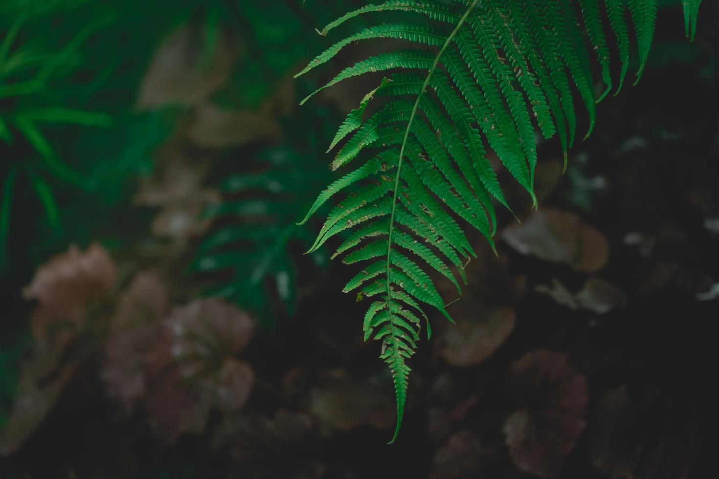 Natur des grünen Blattes im schönen Garten. tropische Waldökologie und natürlicher grüner Hintergrund. natürliche grüne Blätter Pflanzen Hintergrund Deckblatt Umwelt Ökologie oder Grün Tapetenkonzept foto