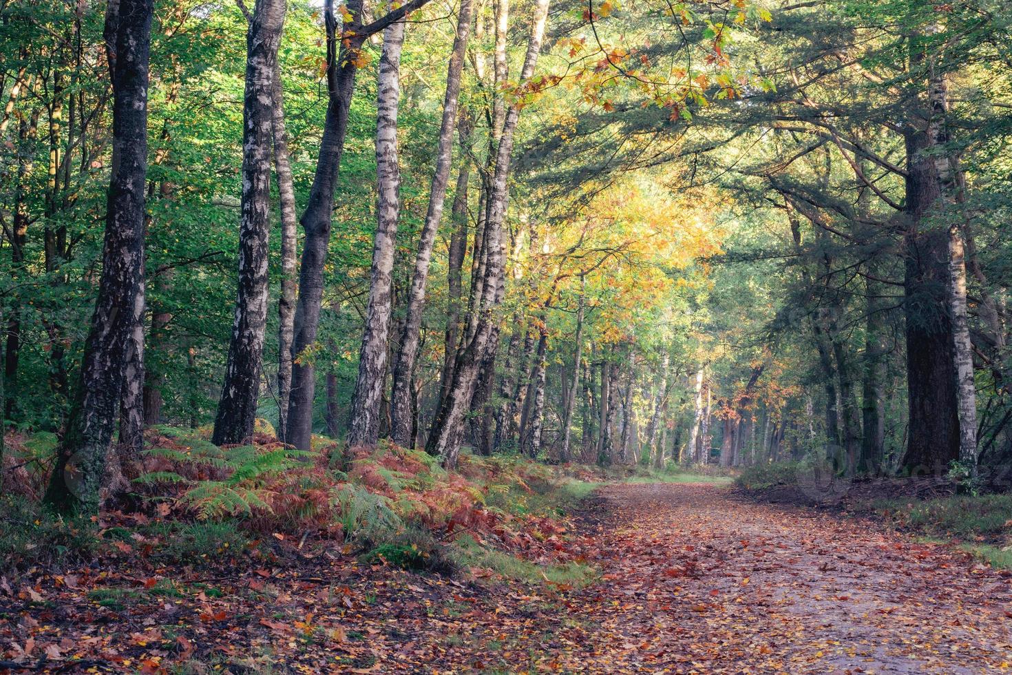 Herbst im holländischen Wald. Speulderbos Niederlande. foto