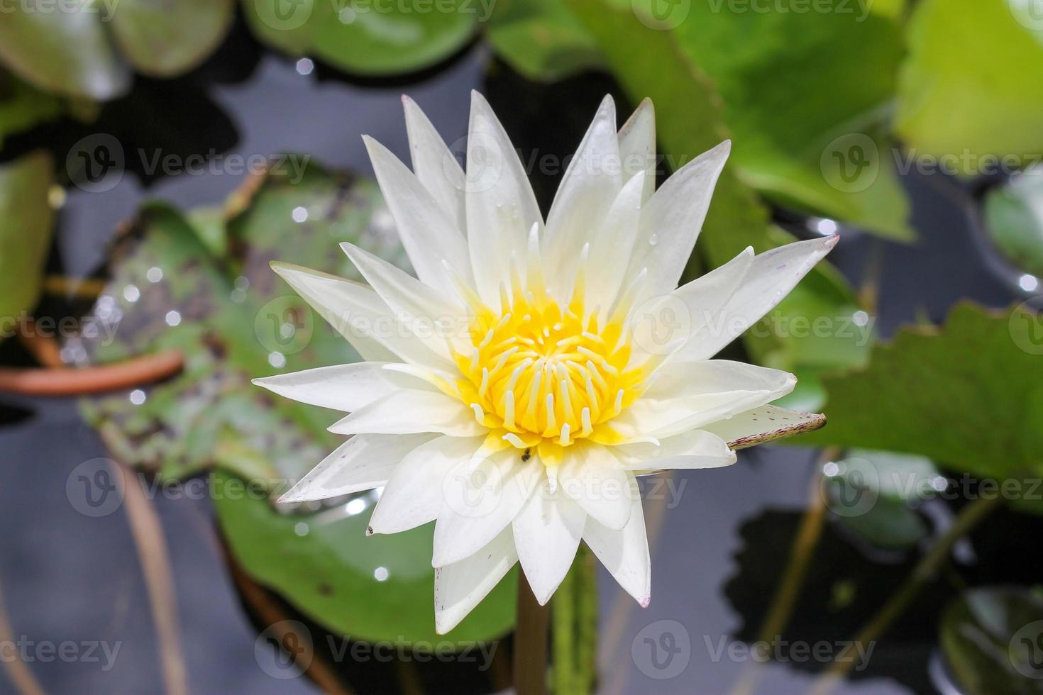 schöne lotusblüte mit grünem blatt im teich. foto