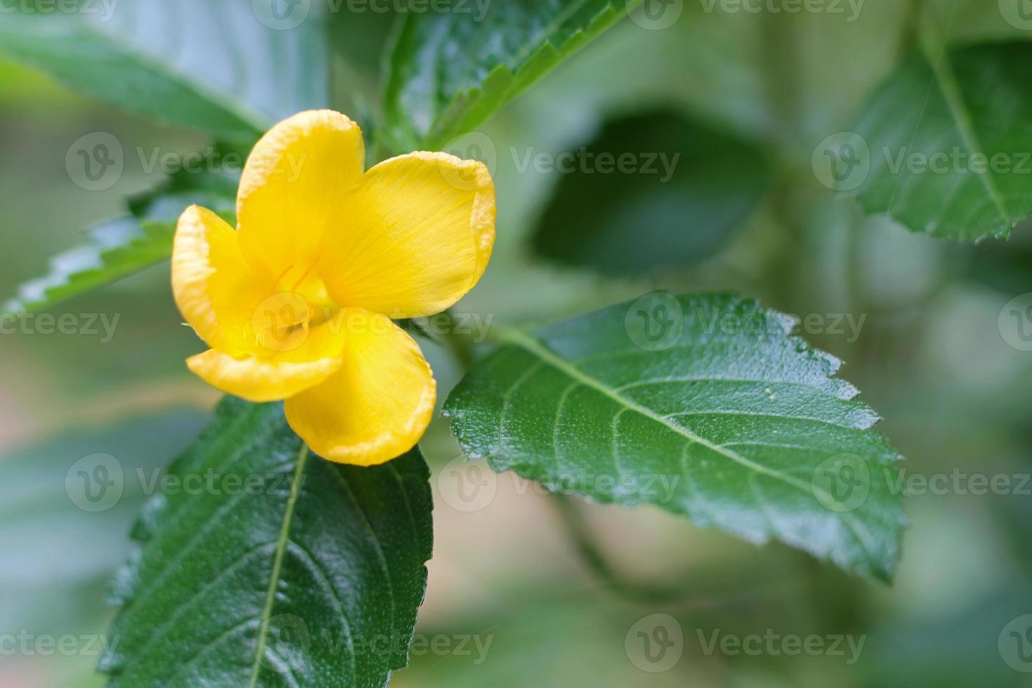 gelber Holunder, Trompetenbusch, Trompetenblume, gelbe Trompetenblume, gelber Trompetenbusch foto