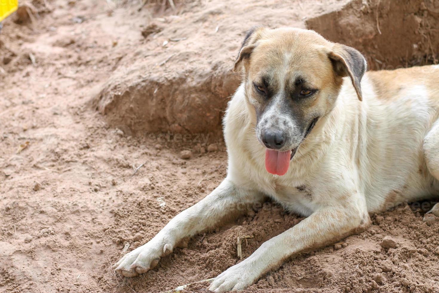 der weiße Hund lag auf dem Boden und wartete auf den Besitzer. während das Wetter heiß ist foto