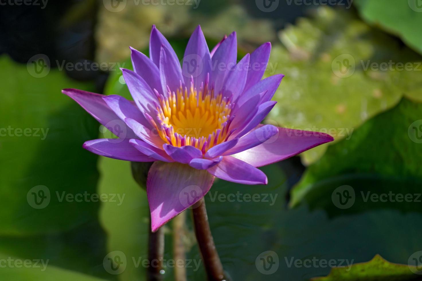 violette Lotusblume, Nelumbo, im Wasser foto