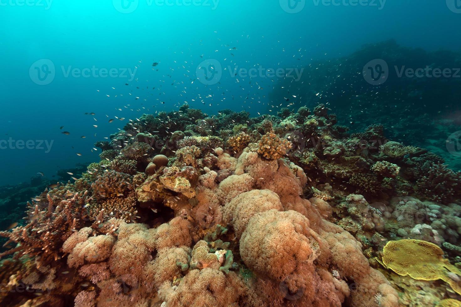 das tropische Wasser des Roten Meeres. foto