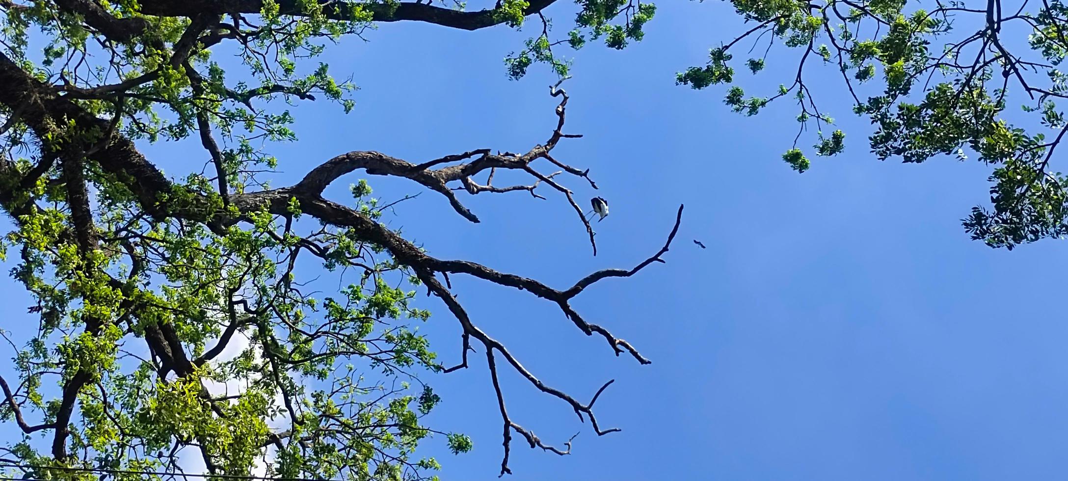 blauer himmel klarer sichthintergrund mit wolke hinter der sonne foto