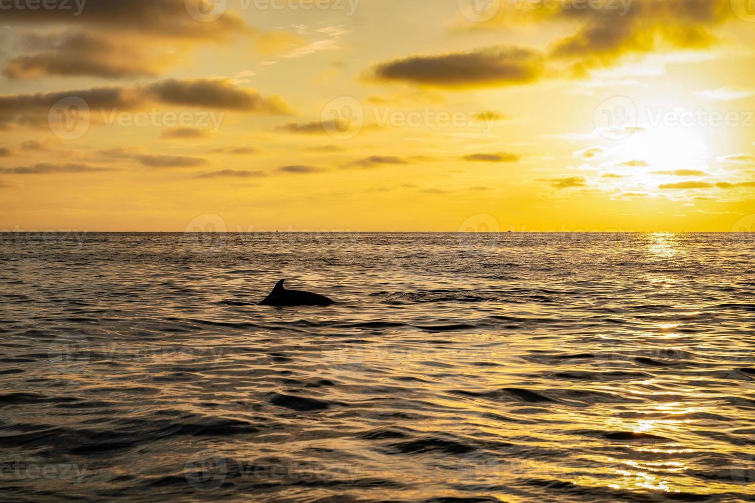 Delfinsilhouette, die im Ozean schwimmt foto