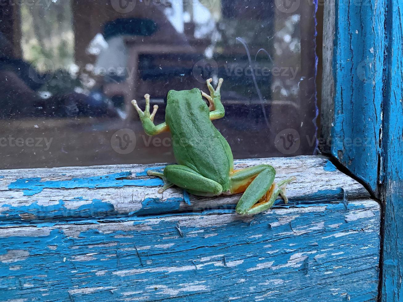 grüner Frosch, der durch ein Fenster schaut 2 foto
