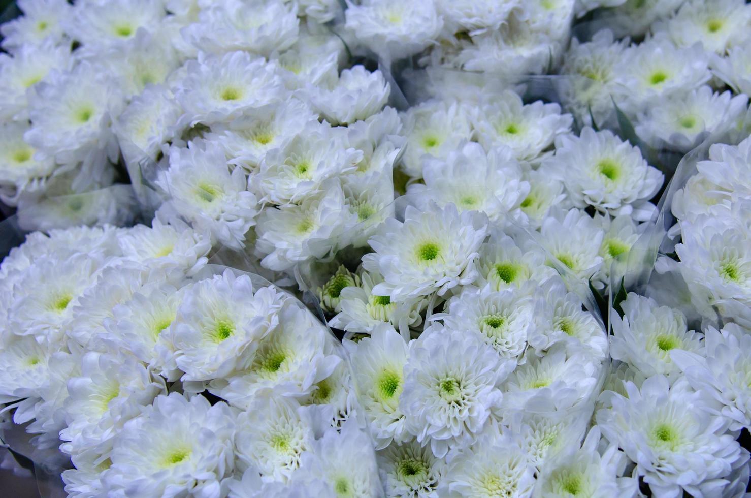 weiße Chrysanthemenblüten foto