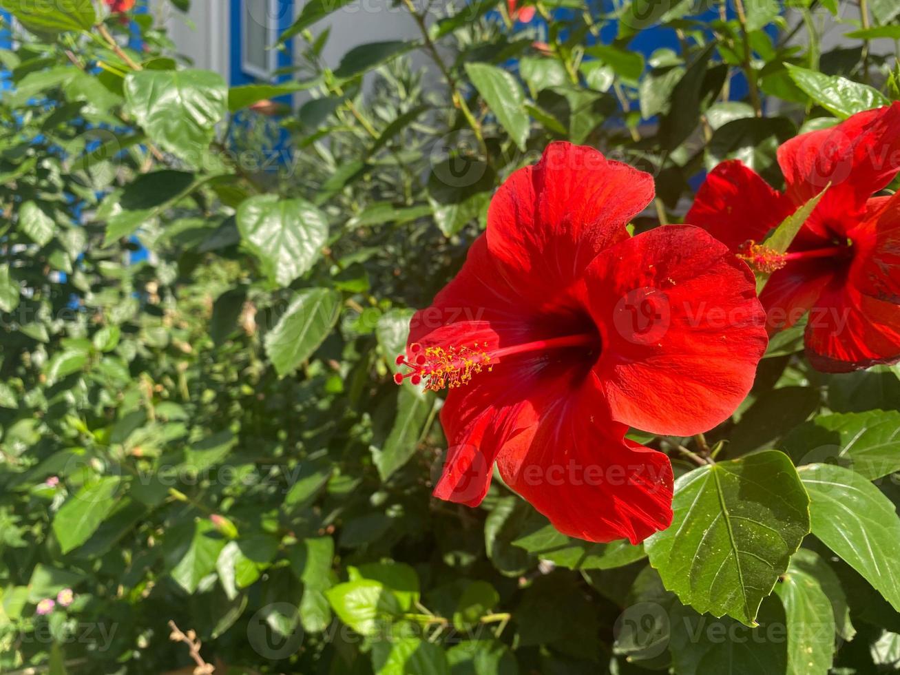 rote Blume natürlich schön vor dem Hintergrund grüner Blätter in einem warmen tropischen Land, Resort foto