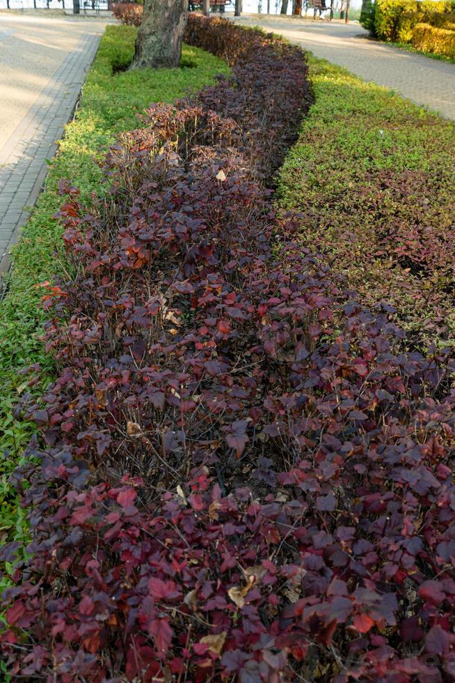 Hinterhof-Landschaftsgestaltung mit Fußwegen aus roten Fliesen und immergrüner Hecke aus Busch-Thuja foto