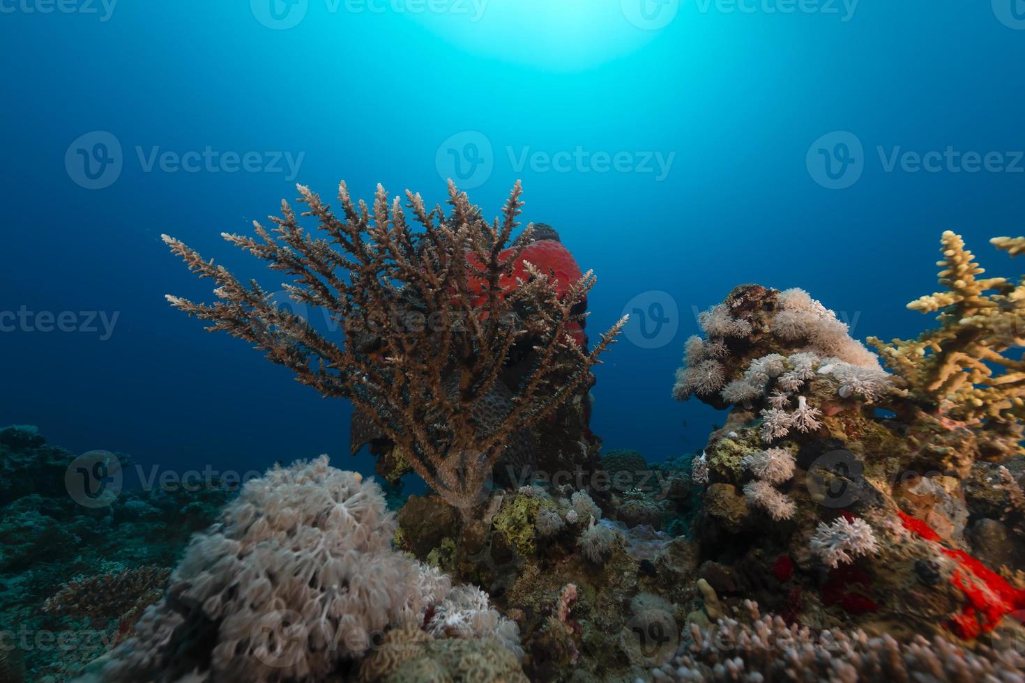 Unterwasserlandschaft im Roten Meer. foto