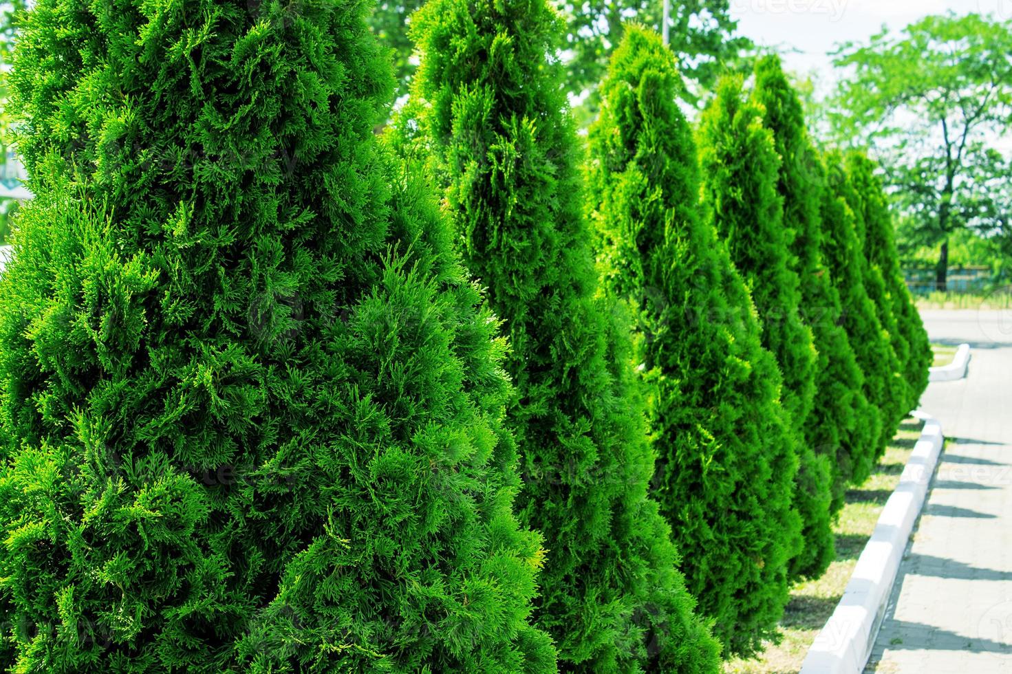 Thuja-Gasse und Straße im Sommer foto