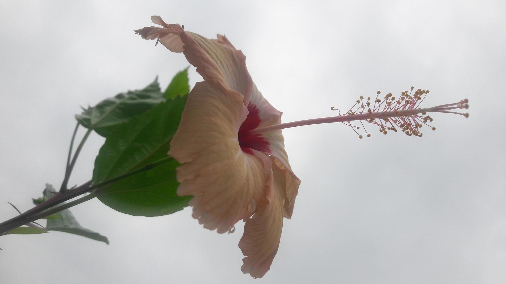 eine Hibiskusblüte foto