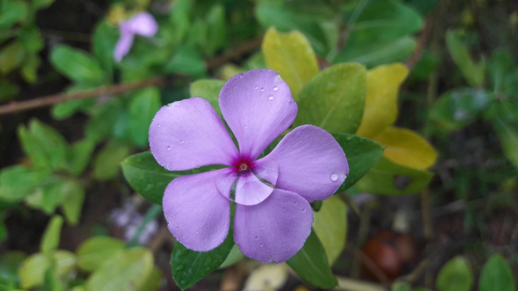 Madagaskar Immergrün Blume auf einer Pflanze foto