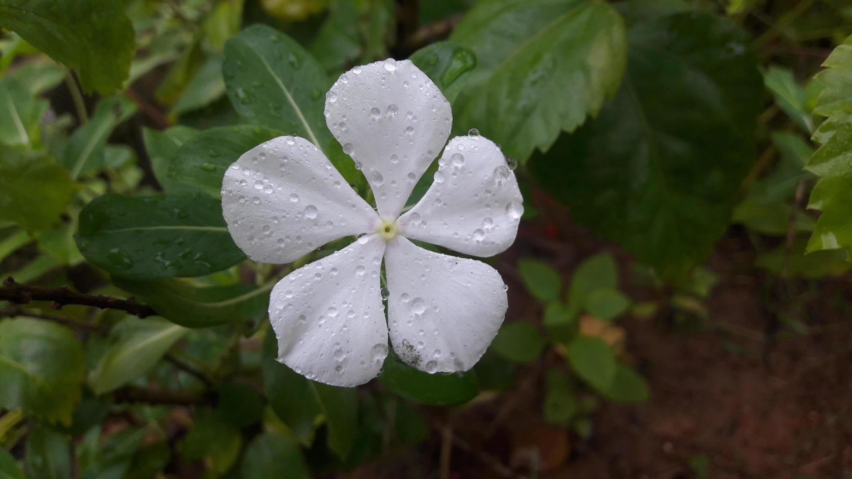 Madagaskar Immergrün Blume auf einer Pflanze foto