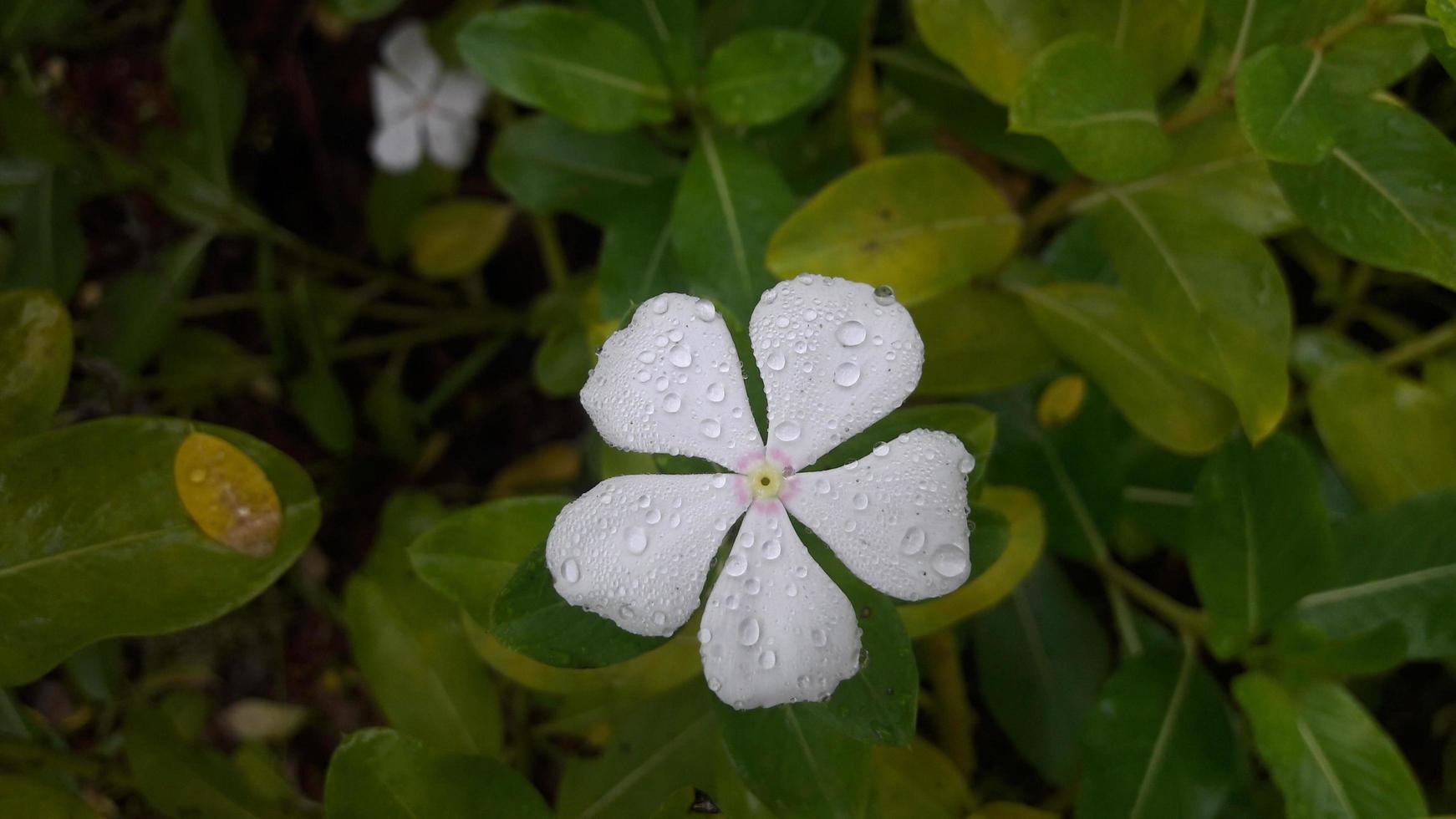 Madagaskar Immergrün Blume auf einer Pflanze foto