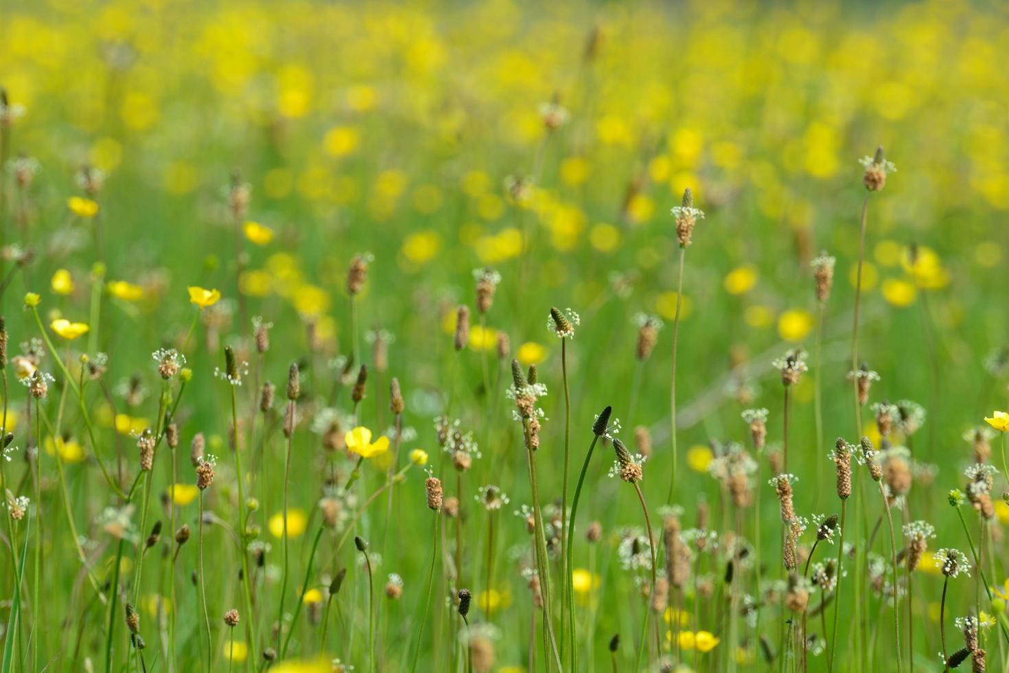 blühende Graslandschaft foto