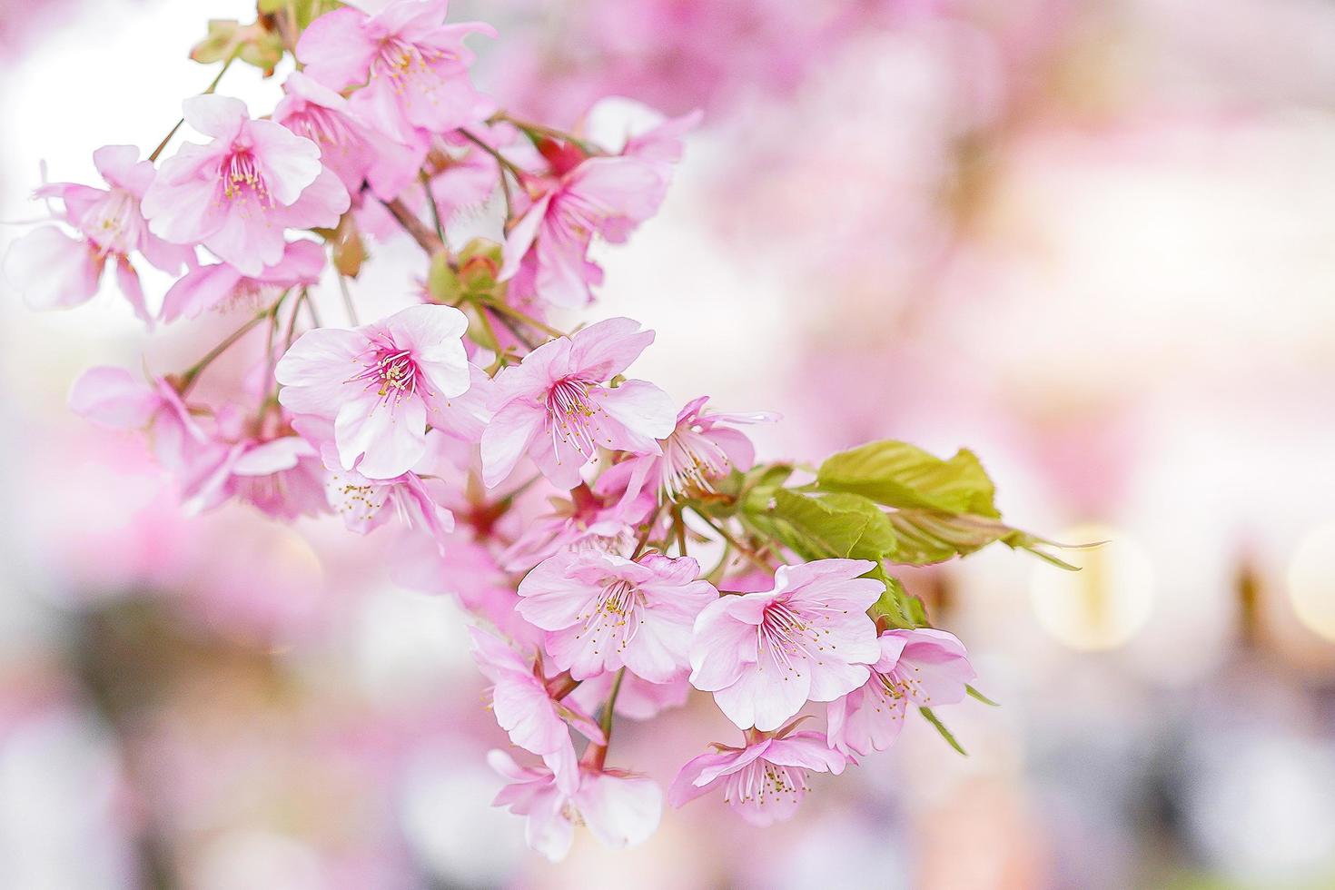 rosa Sakura-Blume, die in der Frühlingssaison blüht foto