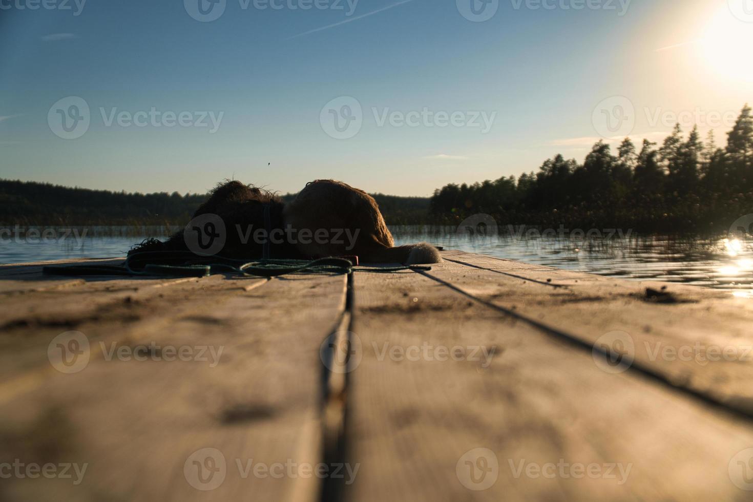 Hundeliebhaber liegen auf einem Steg und blicken auf den See in Schweden. goldendoodle und mischen foto