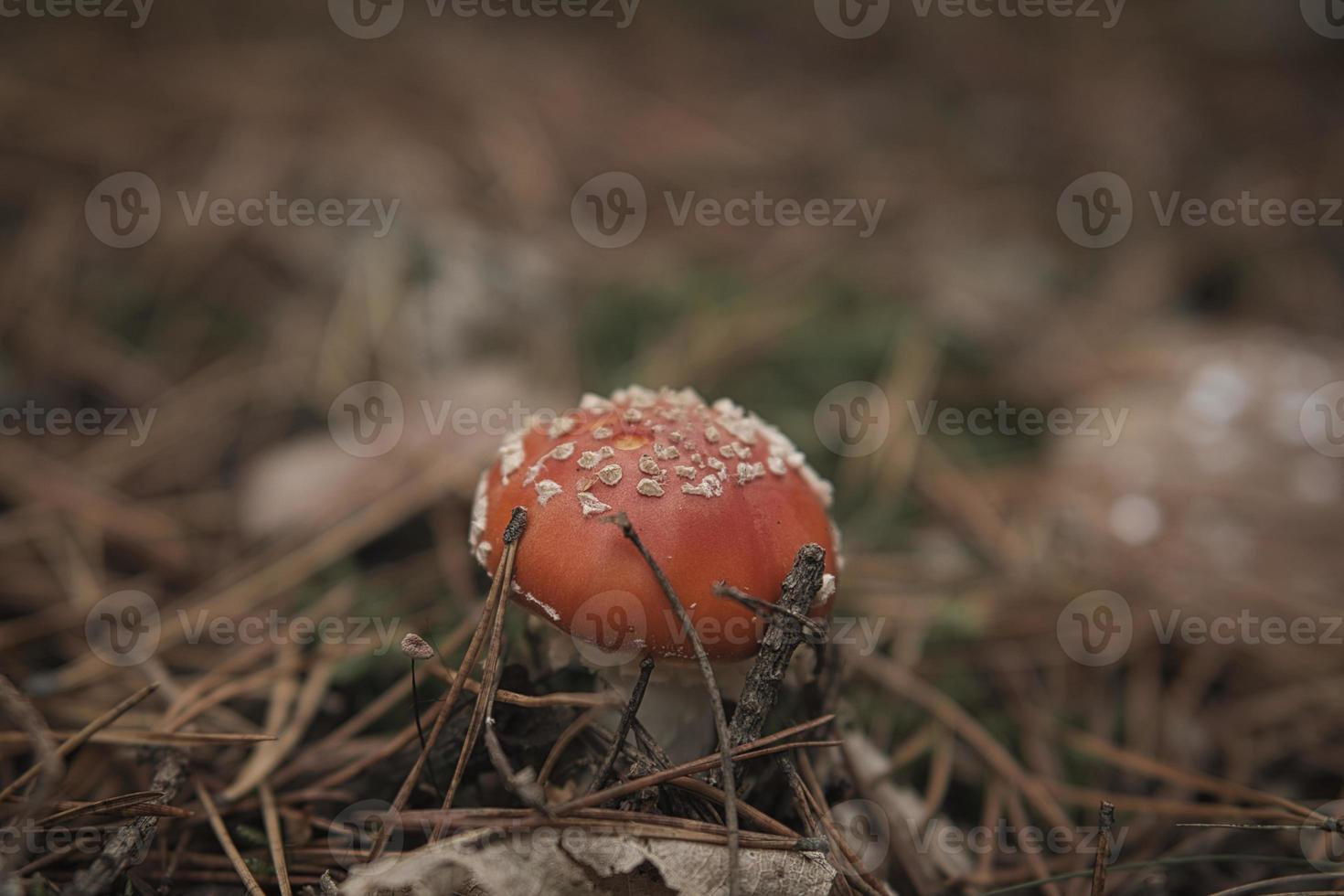 Giftpilz am Fuße eines Nadelwaldes im Wald. giftiger Pilz. foto