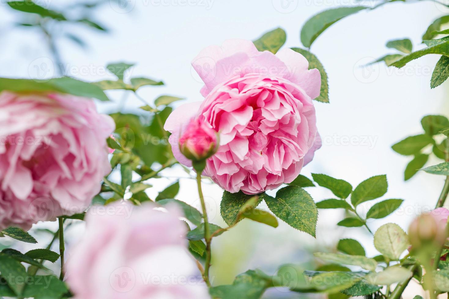 schöne zarte rosa rosenblumen mary rose im sommergarten foto