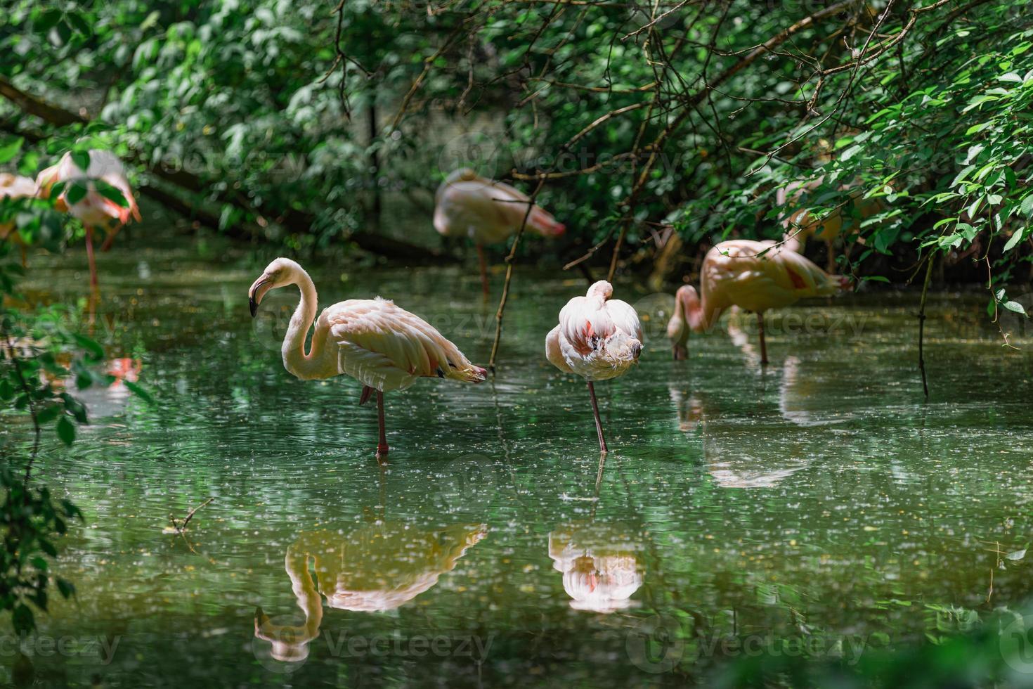 rosa flamingo im teich, weiches sonnenlicht und muschelwasserreflexion. Tierpark oder Zoo mit tropischem Gartensee. schöner flamingo im teich, ruhige exotische naturtiere foto