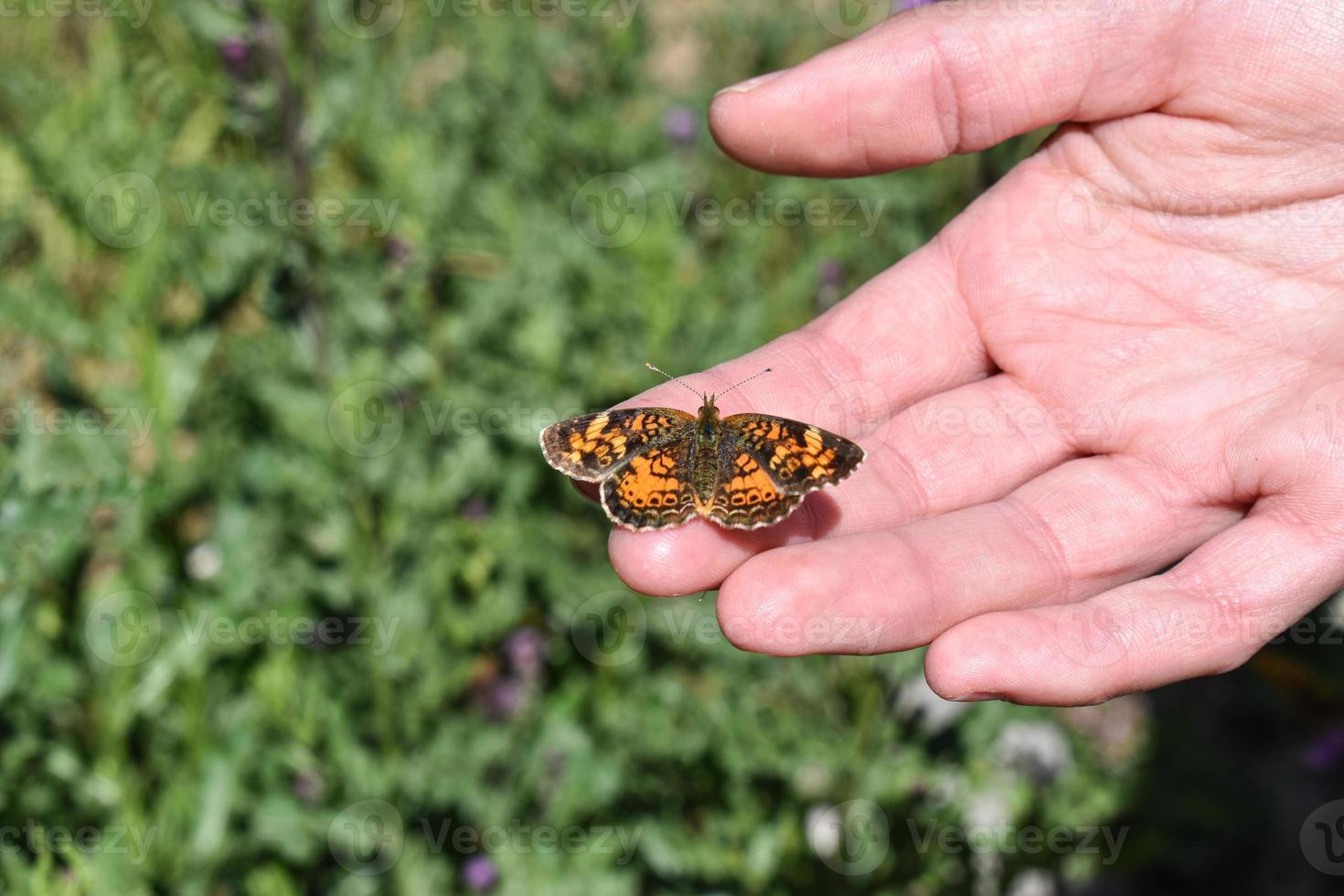 Hand, die einen schönen orange und schwarzen Schmetterling hält foto