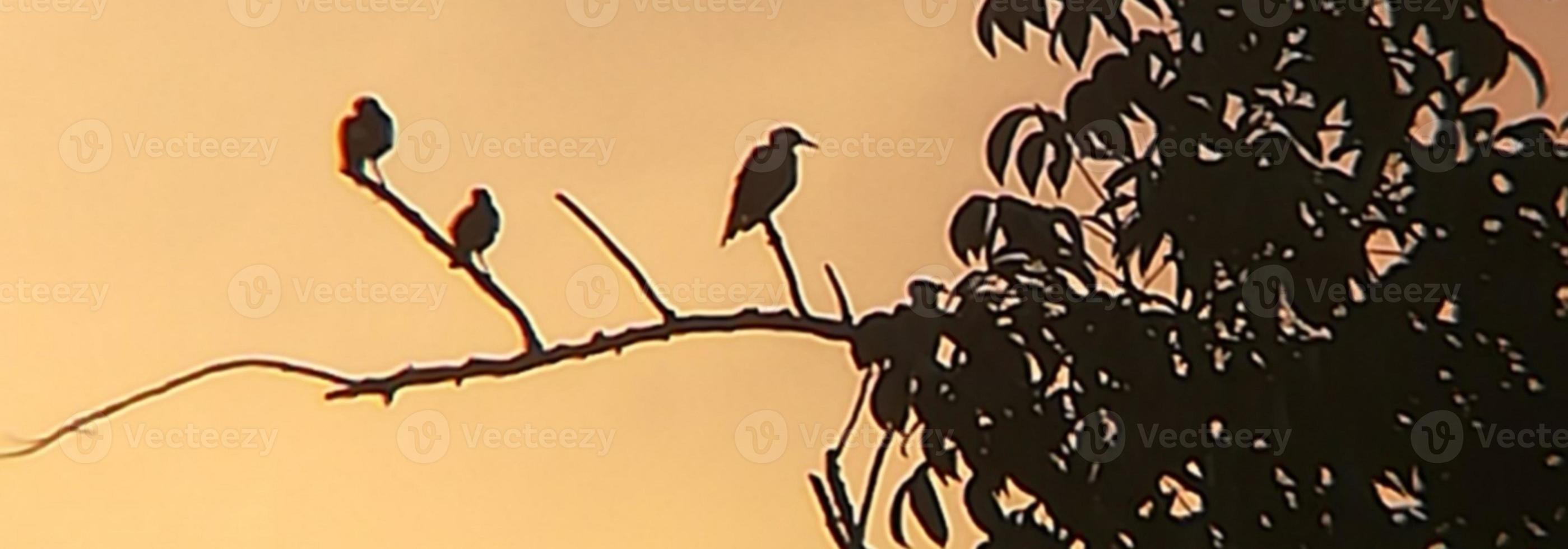 Vogelfoto mit schwarzem Baum foto